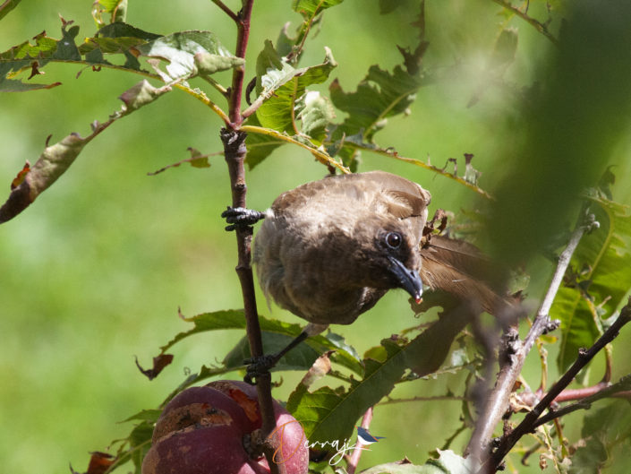 "B" comme Bulbul