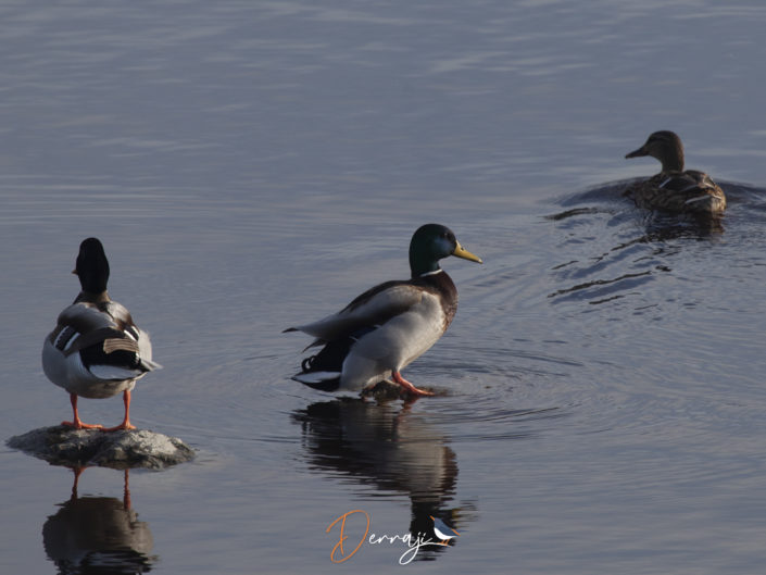 "C" comme colvert