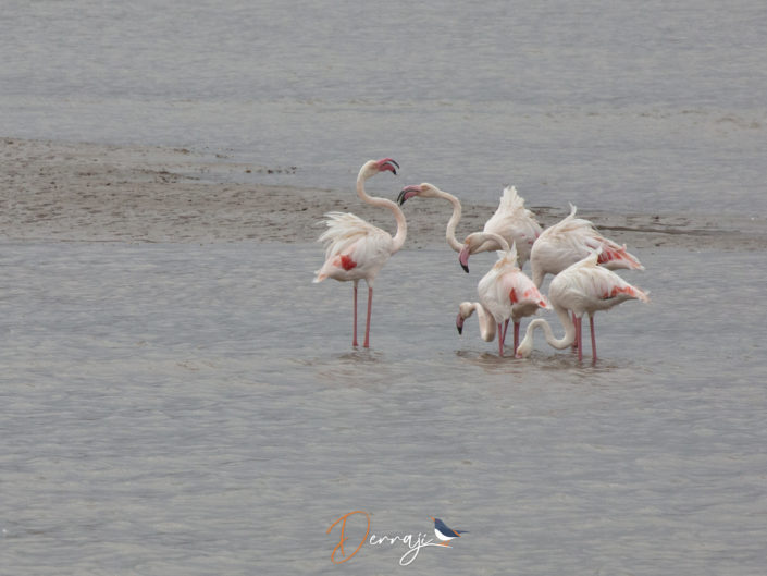 Embouchure de Oued Souss - Agadir