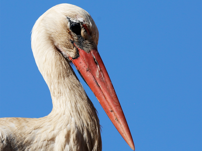 "C" comme cigogne