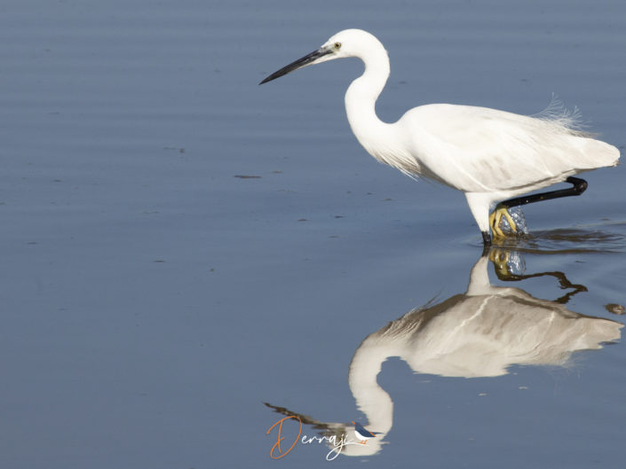 "A" comme aigrette