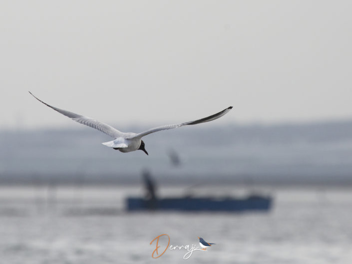 "M" comme mouette