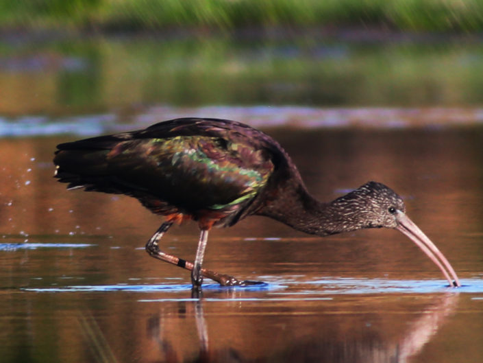 "I" comme ibis