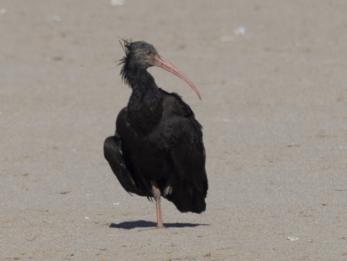 "I" comme ibis