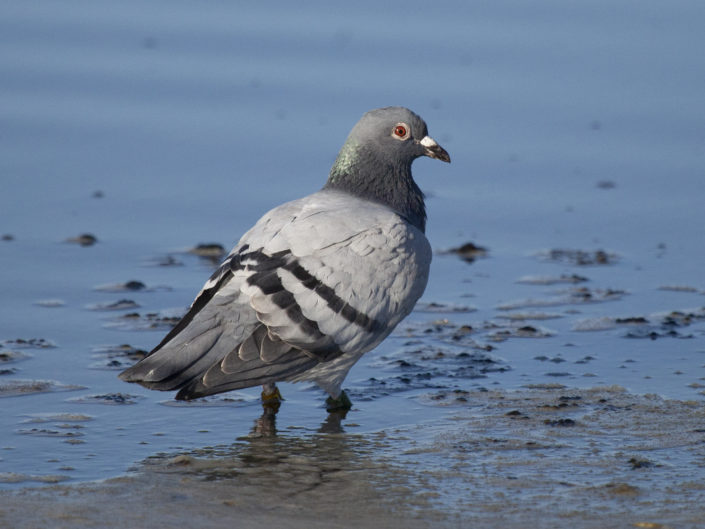 "P" comme pigeon