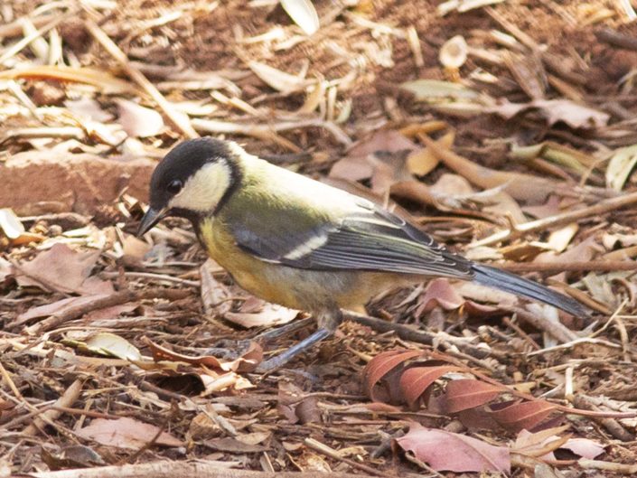 "M" Comme mésange