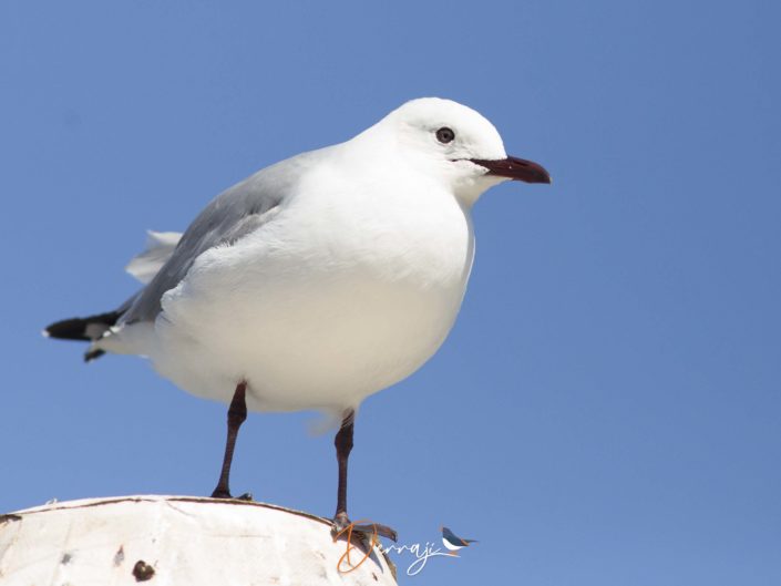 BONUS : OISEAUX DE CAPE TOWN