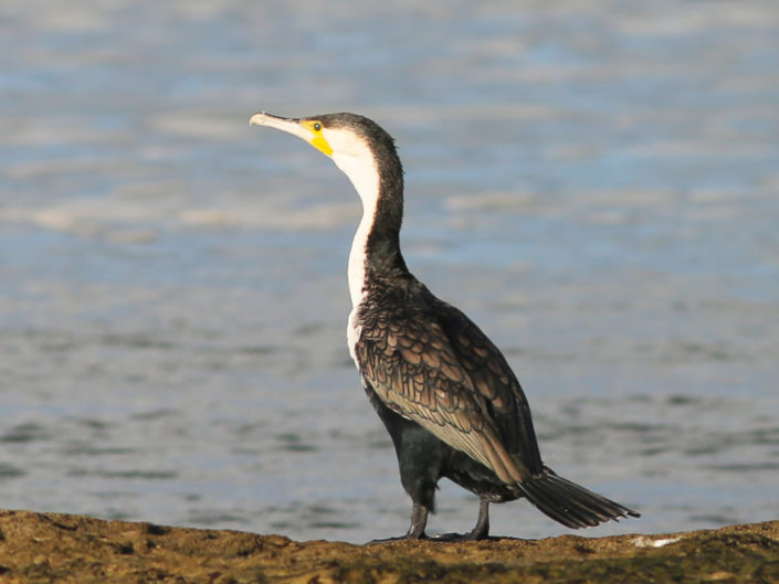 "C" COMME CORMORAN