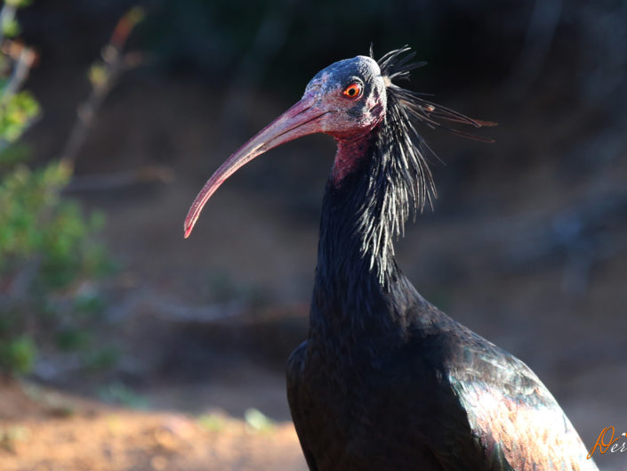 "I" Comme Ibis