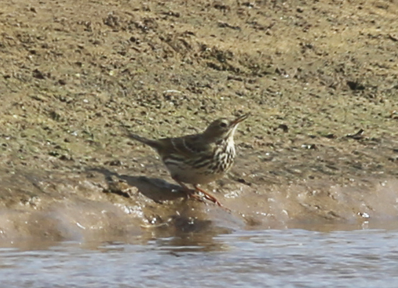 "P" comme pipit