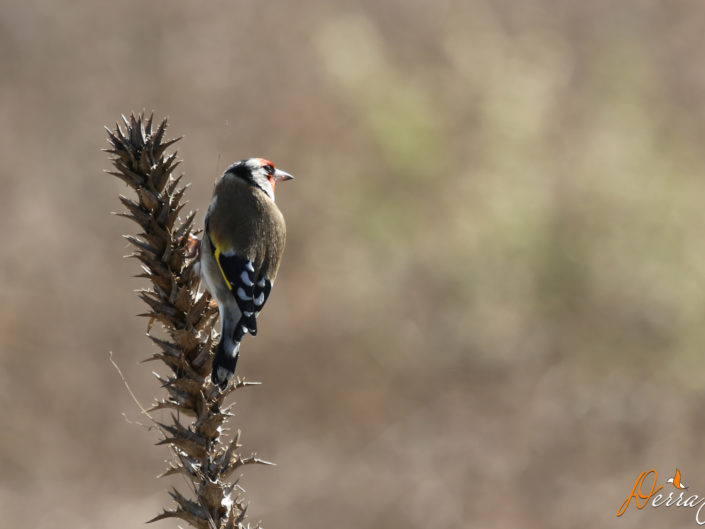 "C" comme chardonneret