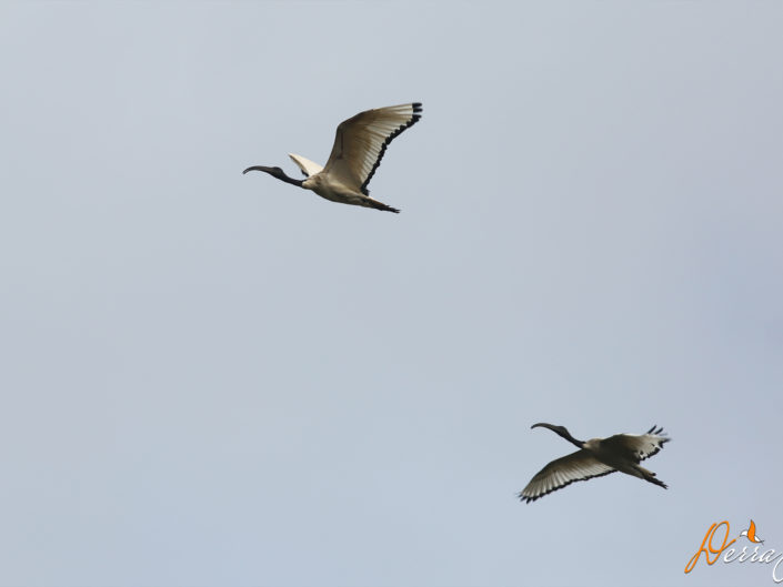 Bonus : Parc national de Nairobi