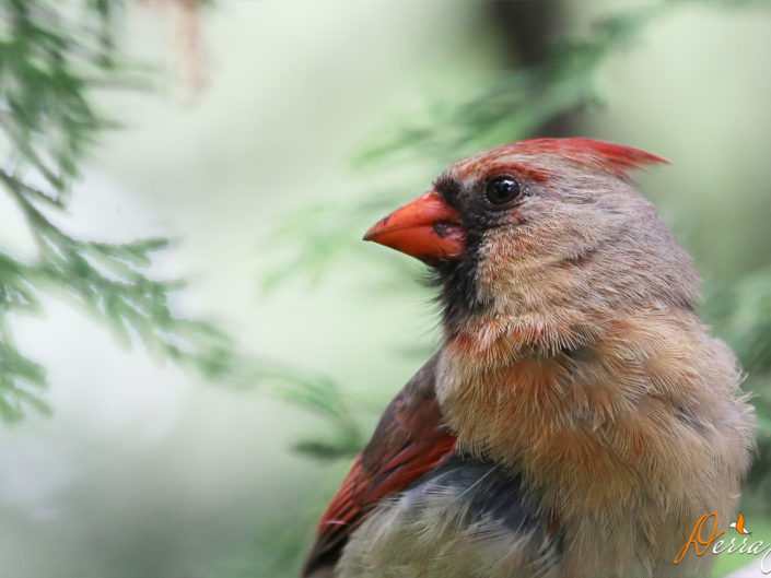 Oiseaux du Québec (NOUVEAU)